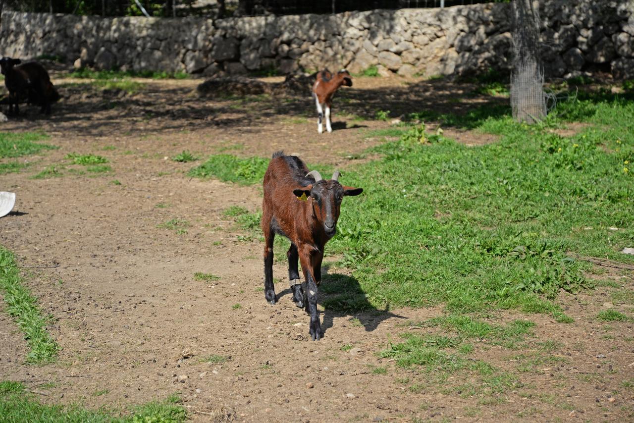 Finca - Agroturisme Sa Parellada Binibona Bagian luar foto