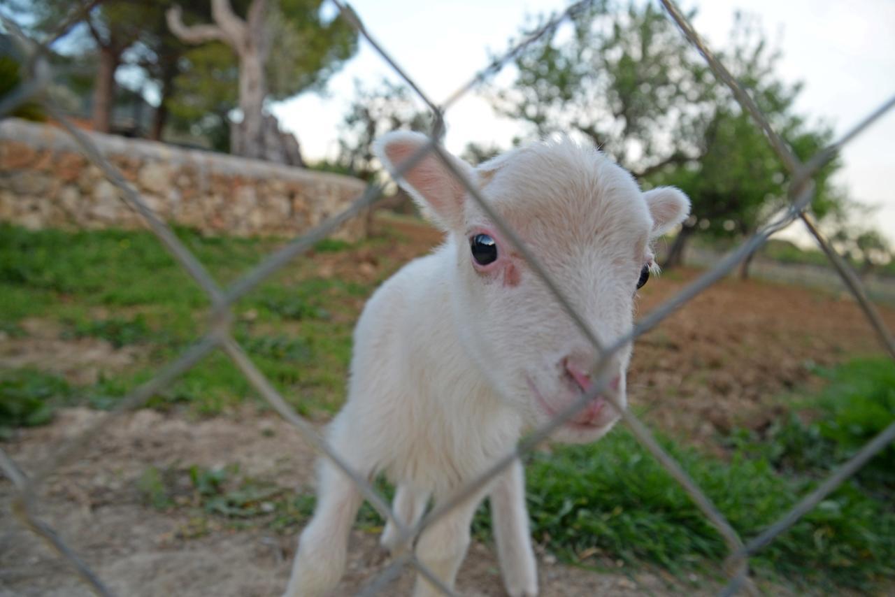 Finca - Agroturisme Sa Parellada Binibona Bagian luar foto